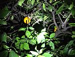 Click image for larger version. 

Name:	Rat Trap 005.JPG 
Views:	22 
Size:	1.57 MB 
ID:	228774