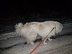 Click image for larger version. 

Name:	Hank walk.jpg 
Views:	23 
Size:	2.47 MB 
ID:	248952