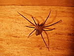 Click image for larger version. 

Name:	Brown Recluse Spider.JPG 
Views:	15 
Size:	648.1 KB 
ID:	260873