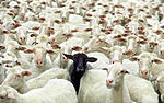 Click image for larger version. 

Name:	black-sheep-of-the-family.jpg 
Views:	25 
Size:	57.7 KB 
ID:	187986