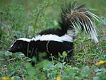 Click image for larger version. 

Name:	Skunk+2.jpg 
Views:	4 
Size:	52.0 KB 
ID:	255811