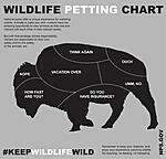 Click image for larger version. 

Name:	petting-a-bison.jpg 
Views:	12 
Size:	109.5 KB 
ID:	267490