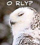 Click image for larger version. 

Name:	ORlyOwl.jpg 
Views:	7 
Size:	29.9 KB 
ID:	257417